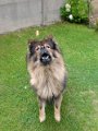 filou (38)